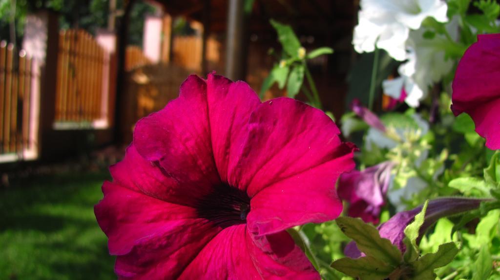 Guesthouse Elena เบโลกราดชิก ภายนอก รูปภาพ