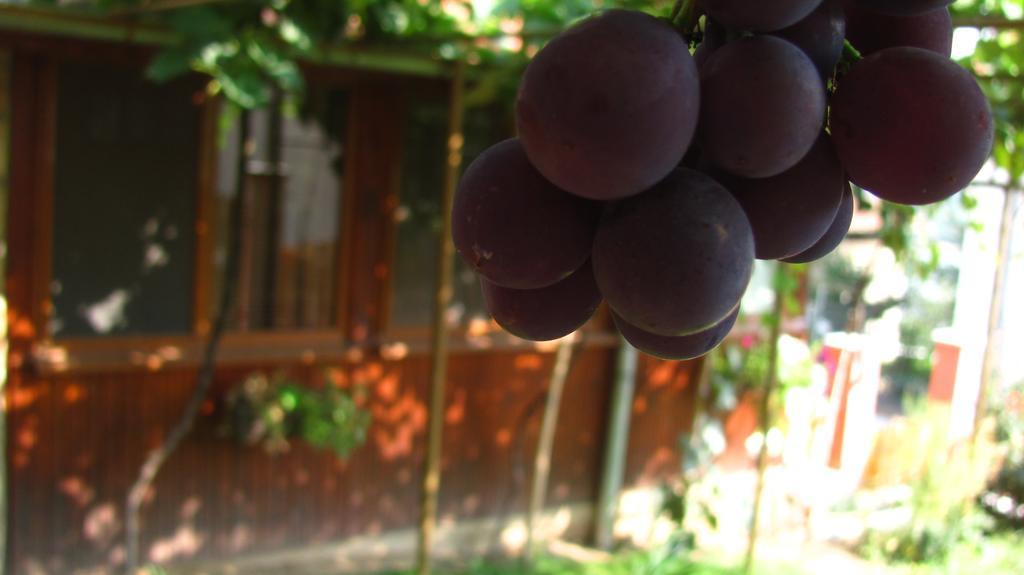 Guesthouse Elena เบโลกราดชิก ภายนอก รูปภาพ